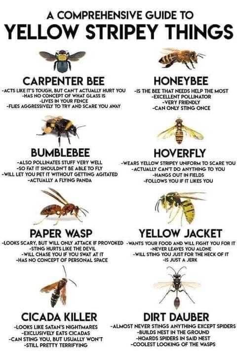 I am pretty sure I am allergic to all of these flying killers. I def show symptoms of Pre-traumatic stress, and if that's not a thing it should be. Almost positive if I ever got stung I will die and most of my trauma probably comes in part from the m