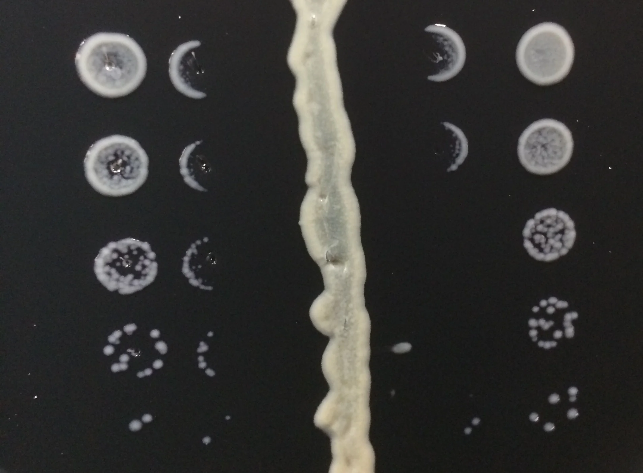 Central line of L. pneumophila inhibits the growth of nearby L. micdadei