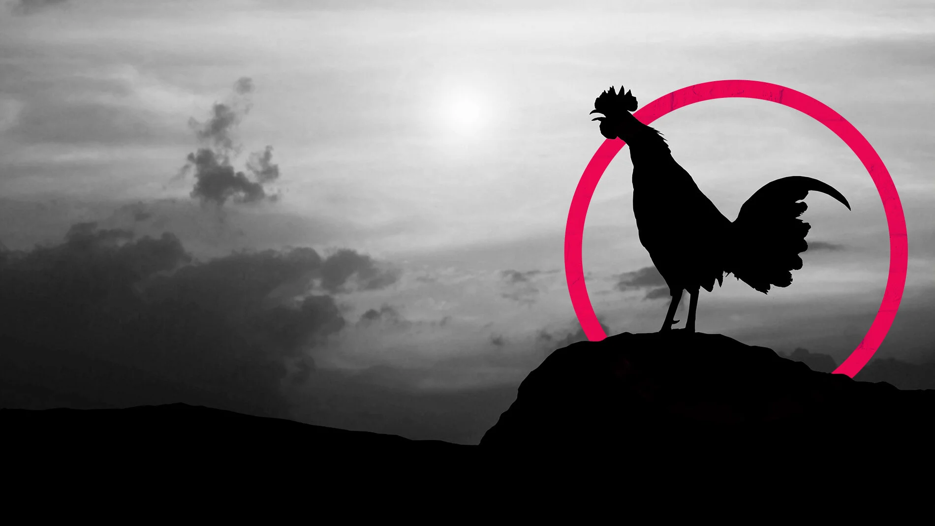 Recreate_Rooster_Pop.jpg