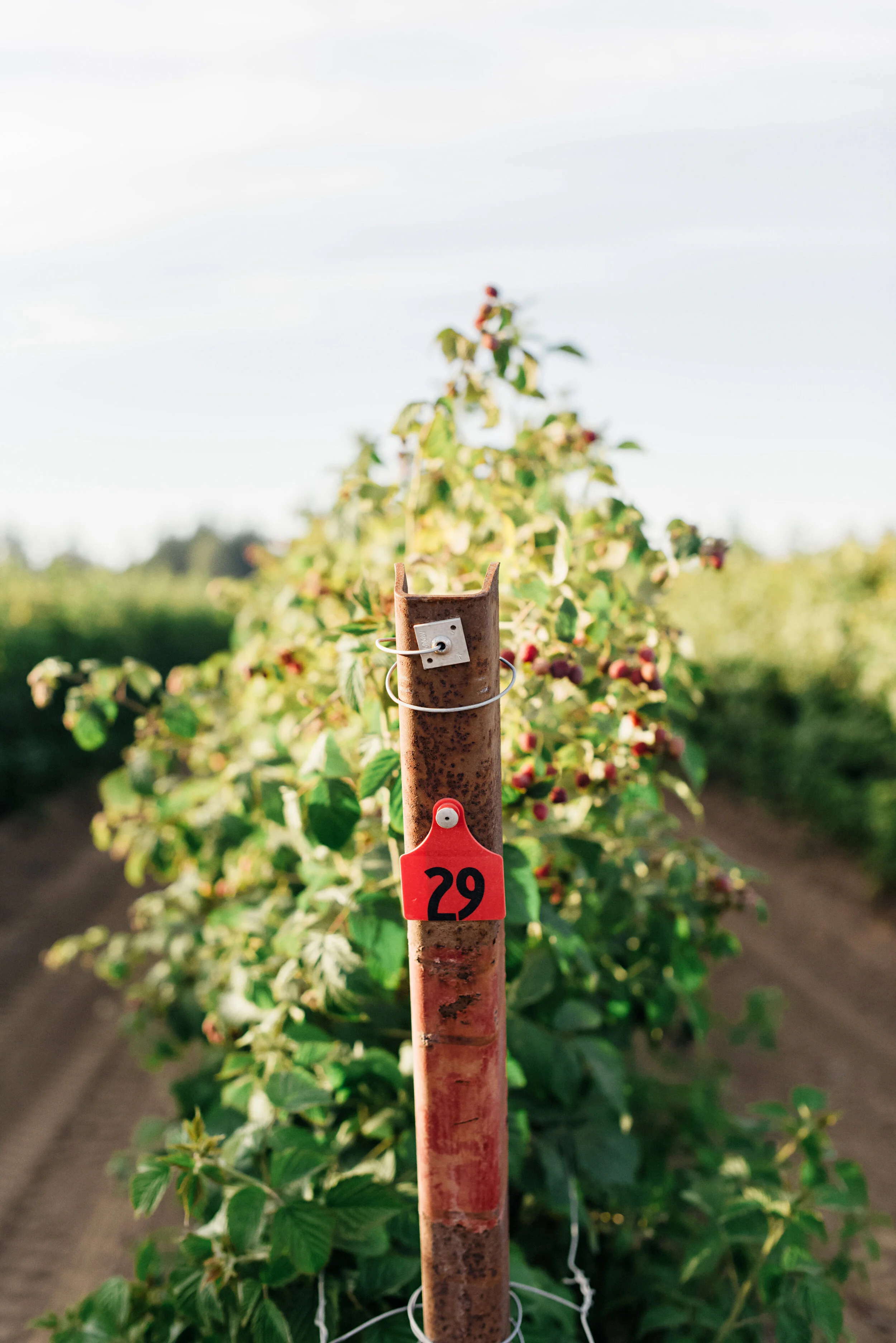 Raspberries — Curt Maberry Farm