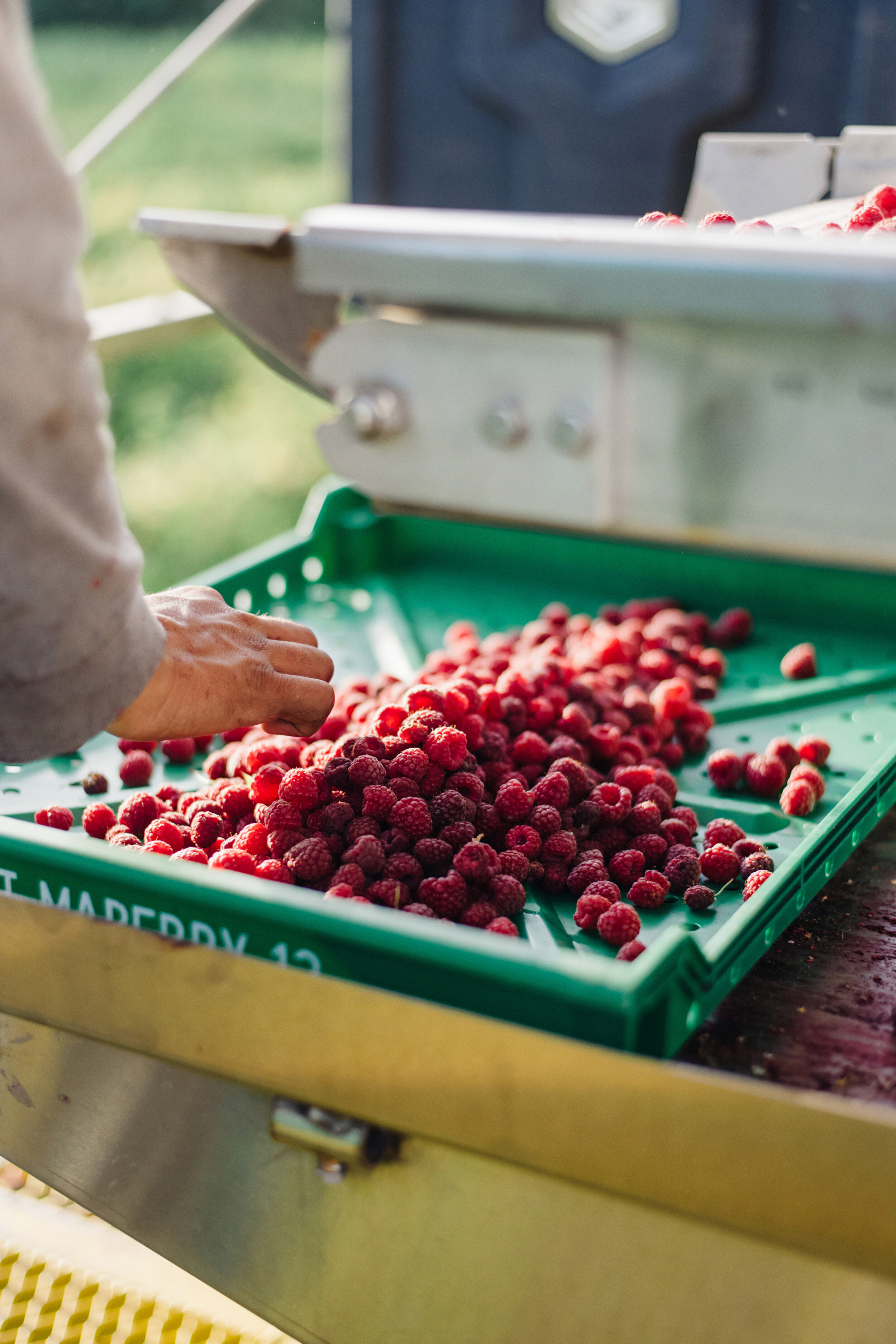 Raspberries — Curt Maberry Farm