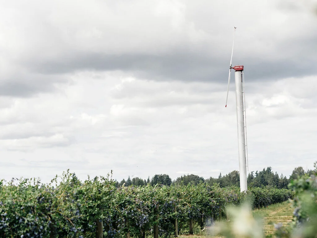 Blueberries — Curt Maberry Farm