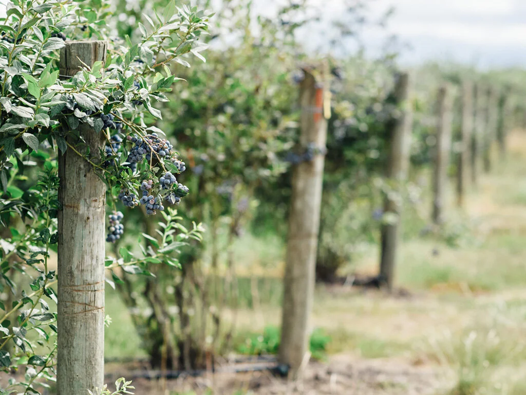 Blueberries — Curt Maberry Farm