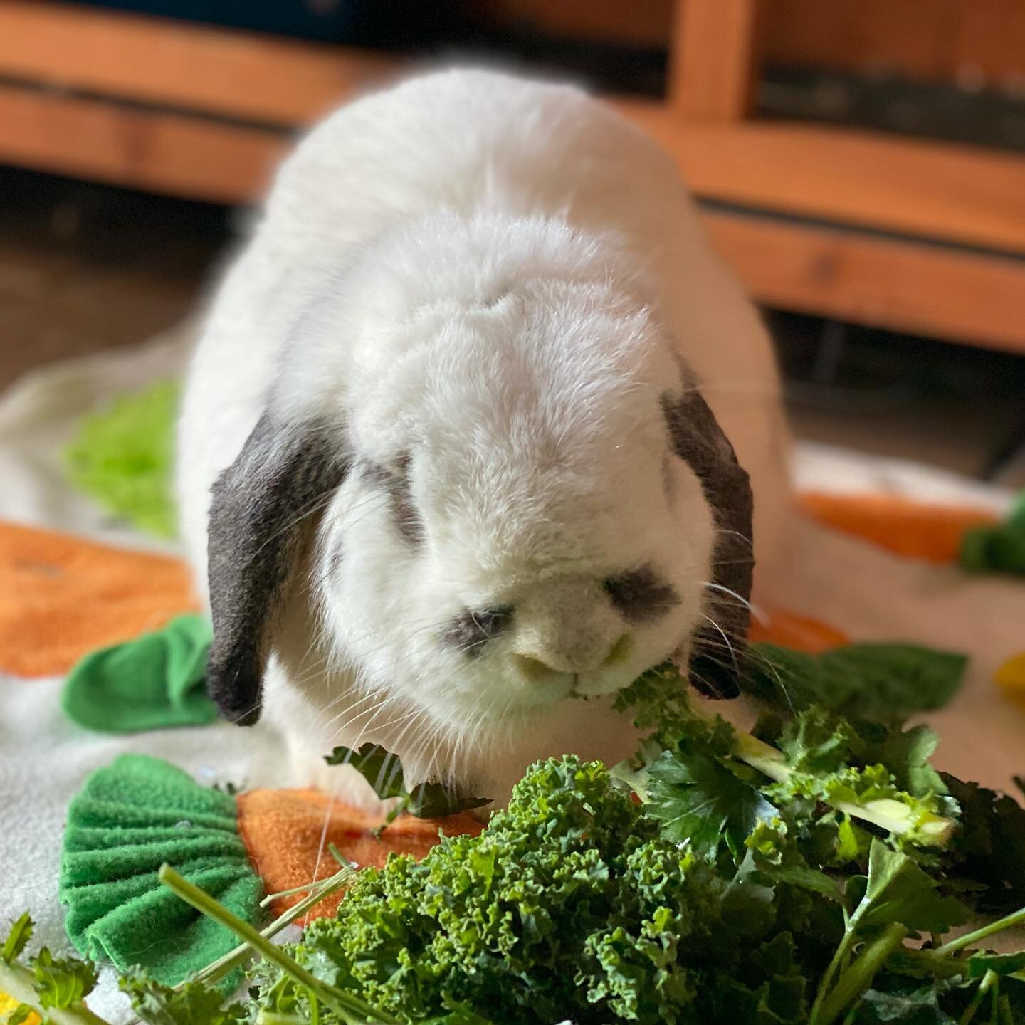 Banjo loves his kale and carrot treats! #lopbunny #chesterspringspa #downingtownpetsitter #westvincentpa #weatherstone #renewglenmoore #rabbitcare