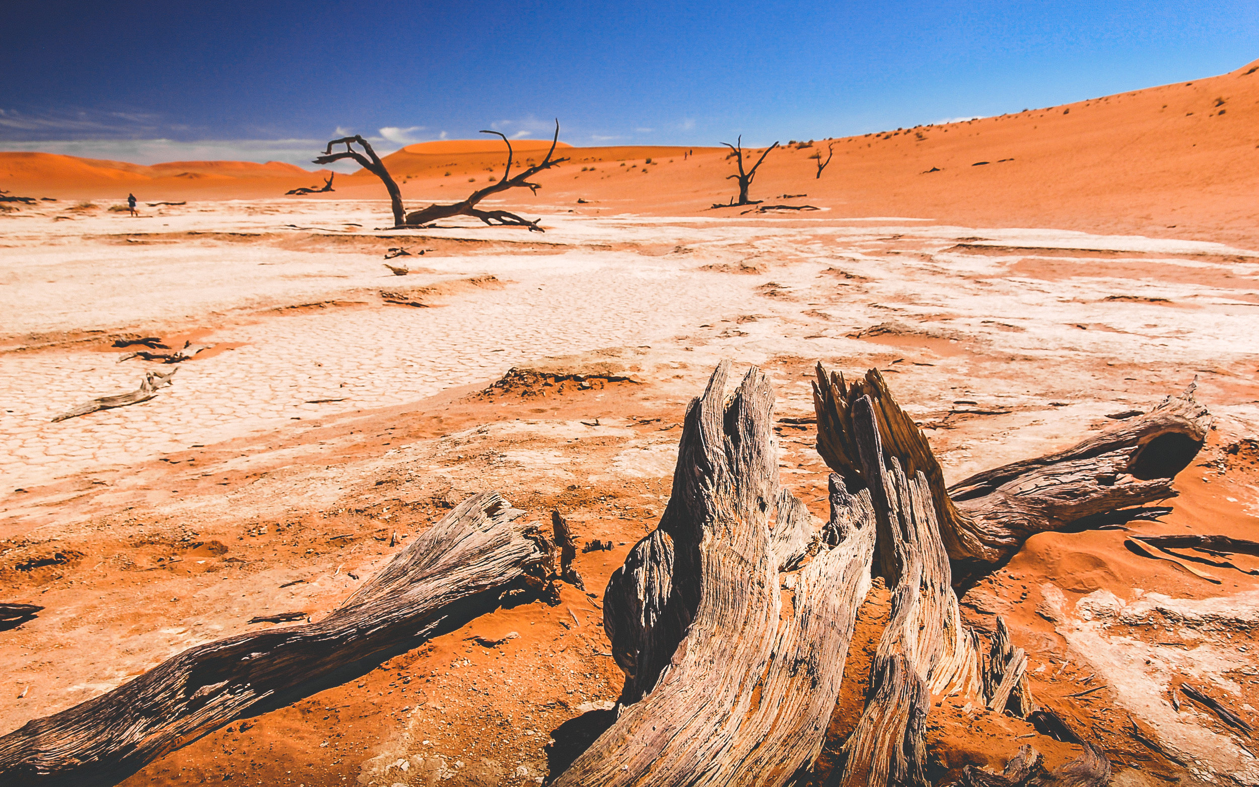 Deadvlei near the Sossusvlei dunes, in Namibia