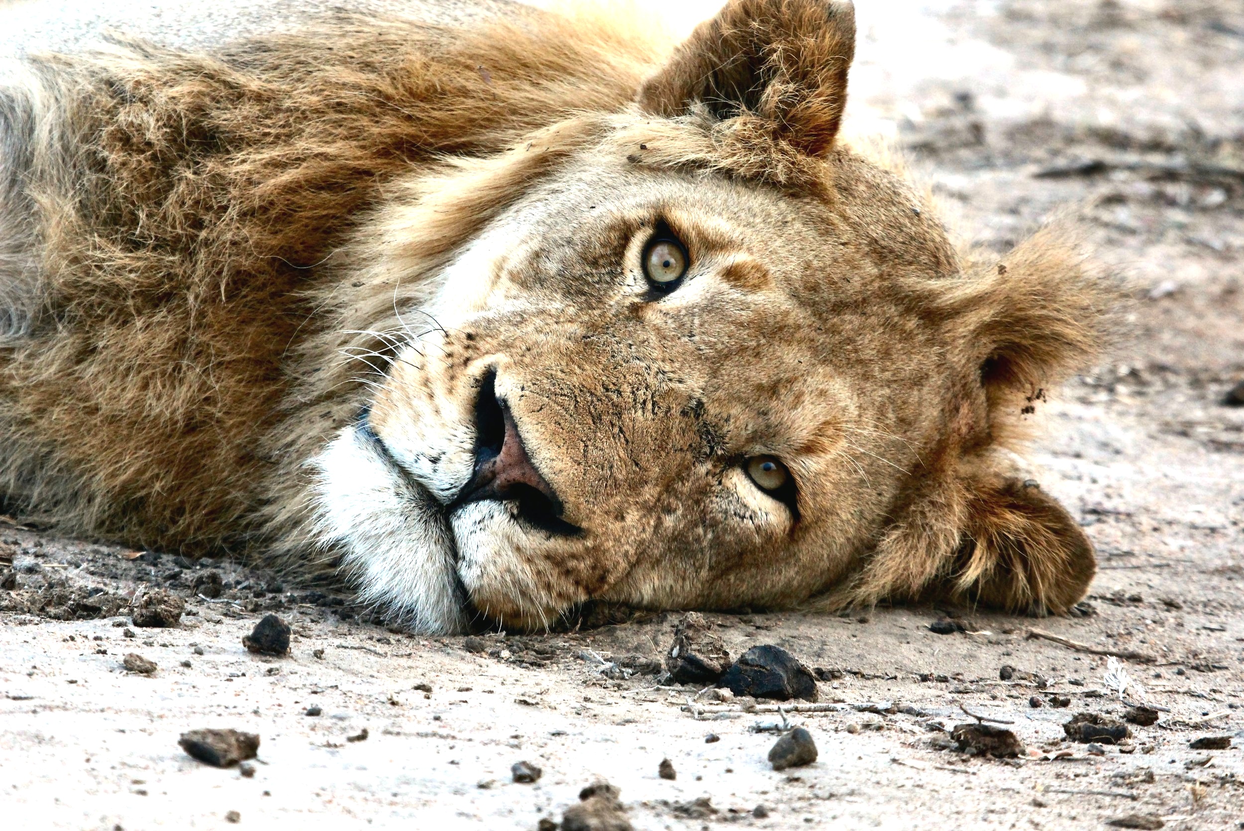 Male lion in the Kruger National Park, South Africa