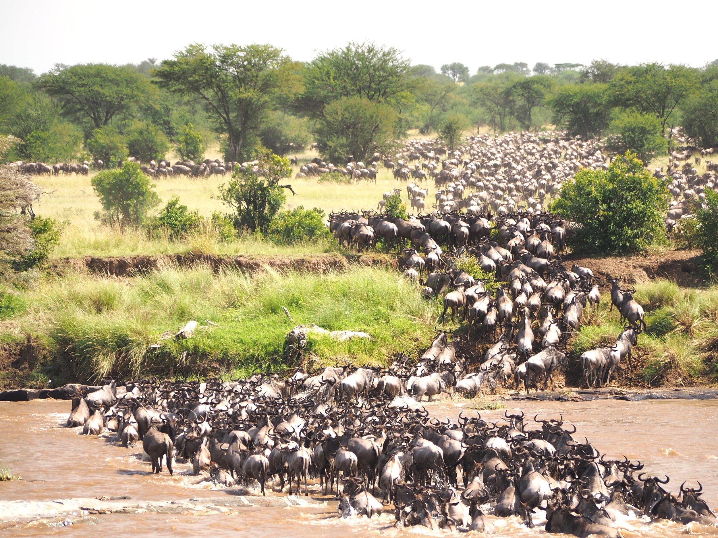 River Crossing of the Great Migration, Serengeti, Tanzania