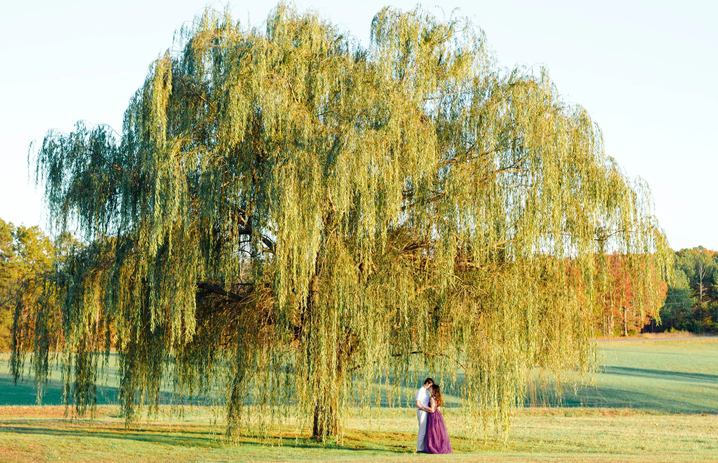 Bride and Groom Under Willow
