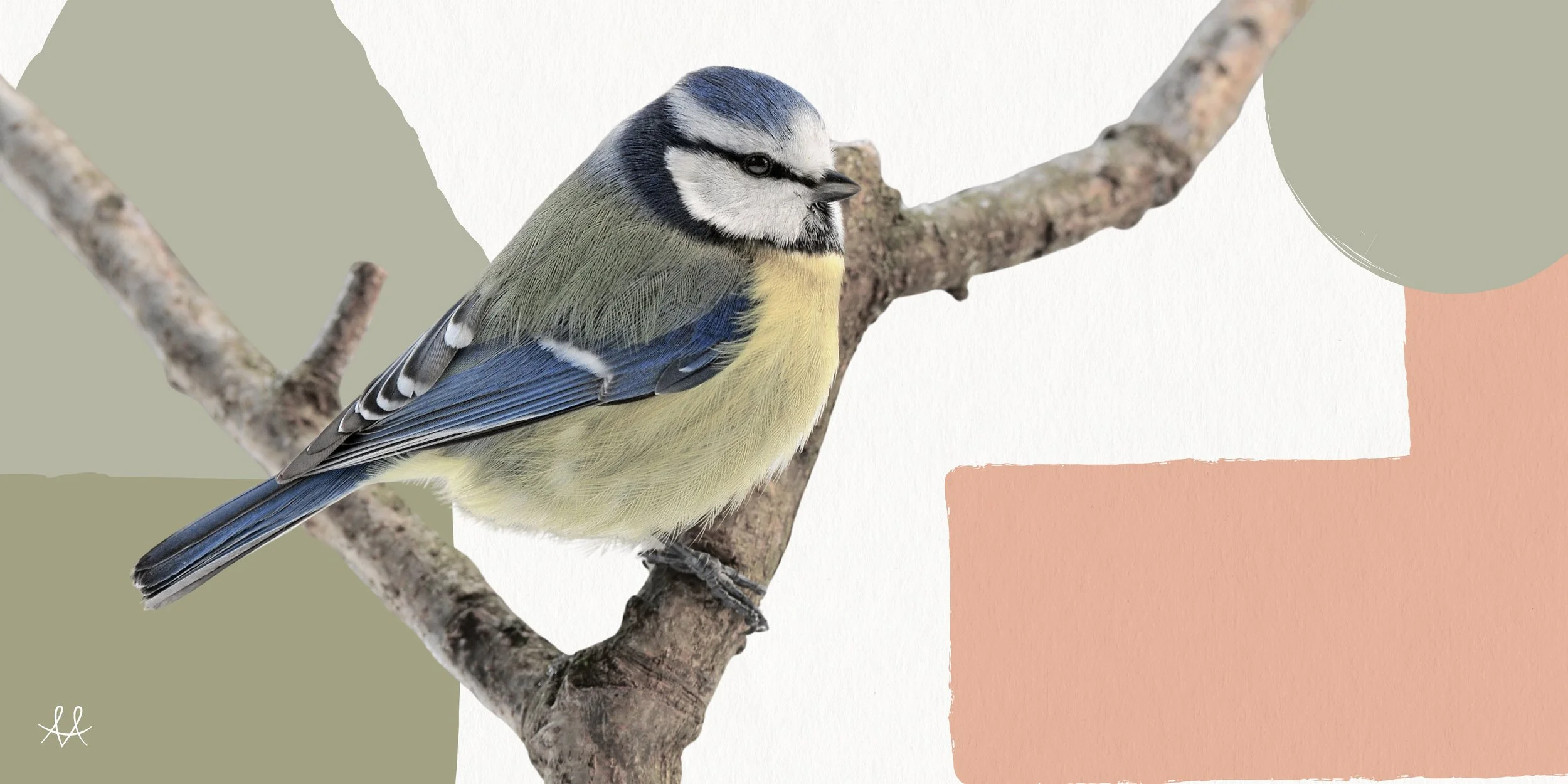 Female birdsong and the sexism baked into science