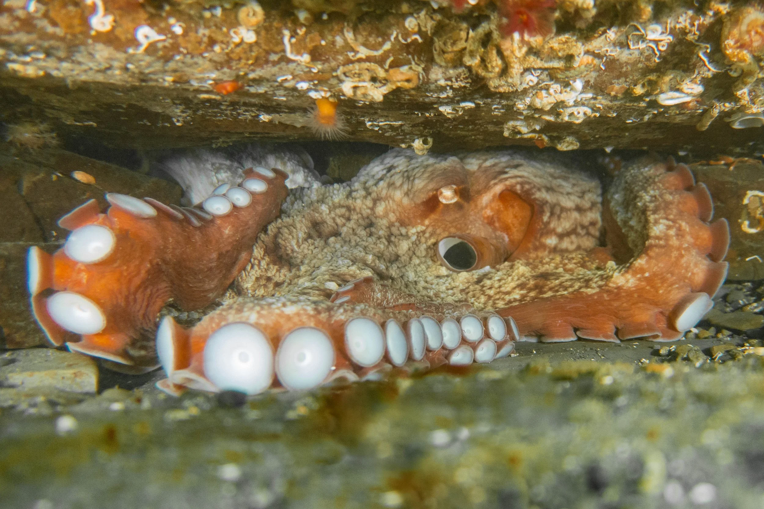 Giant Pacific Octopus Ledge View