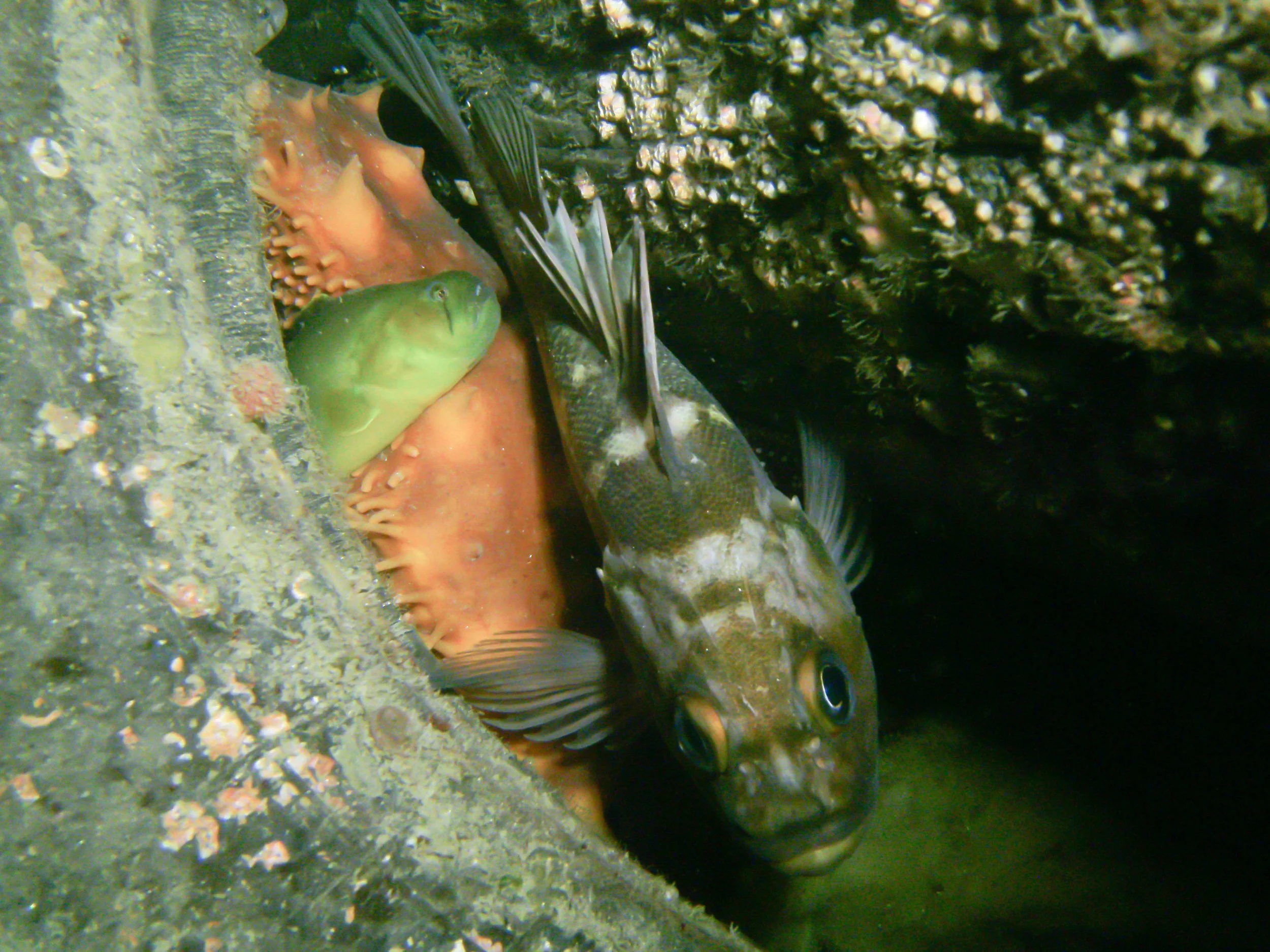 PICT0033.jpg