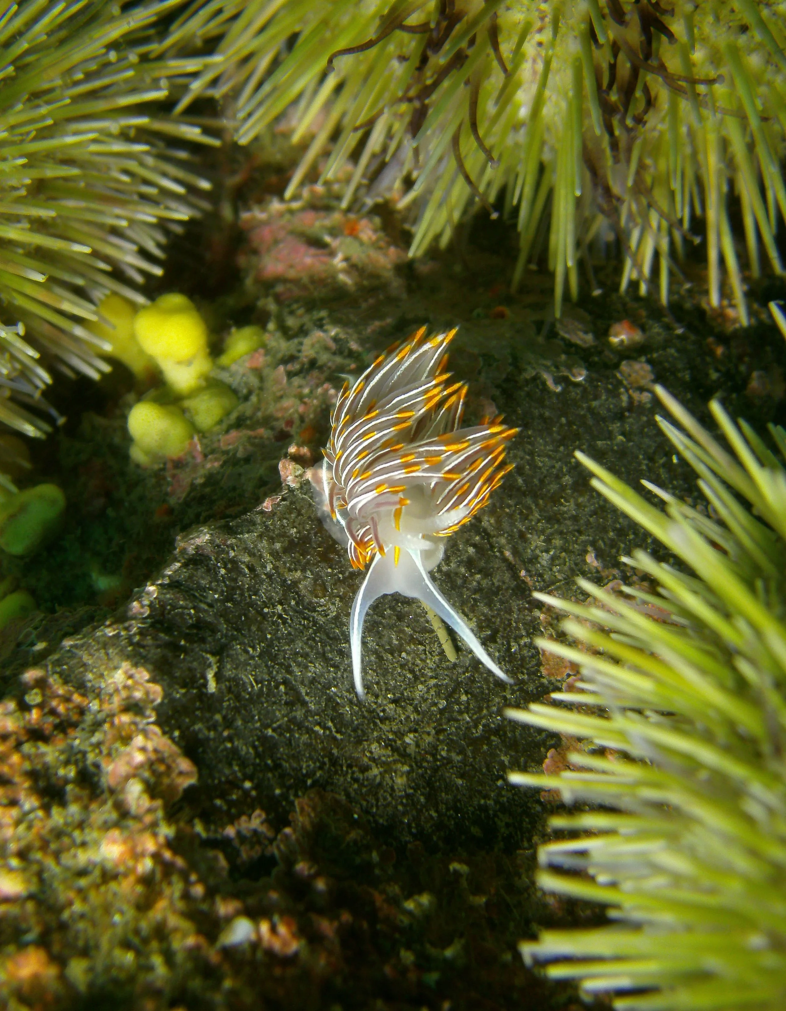 PICT0171.jpg