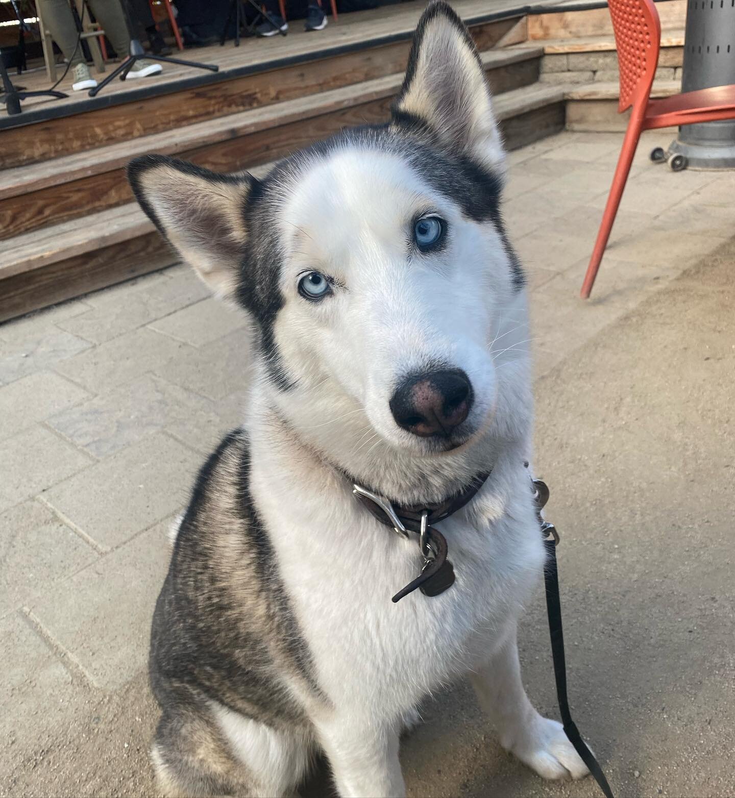 Waiting for Friday like&hellip;.

#beergarden #petfriendly #novato #marin 
#huskylove