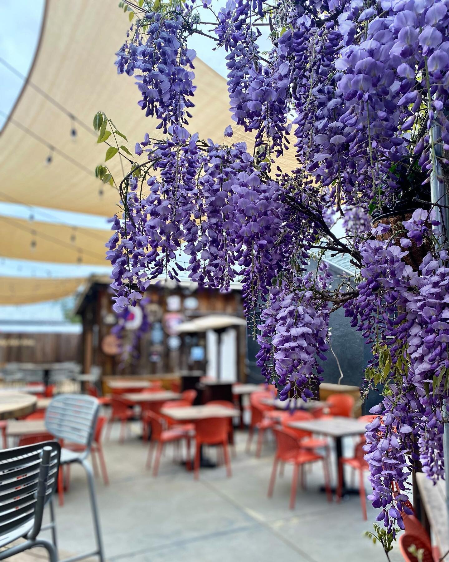 Spring&rsquo;s a bloomin&rsquo; in the #beergarden 🌸🍺 

#penngrove #sonomacounty #springdrinking