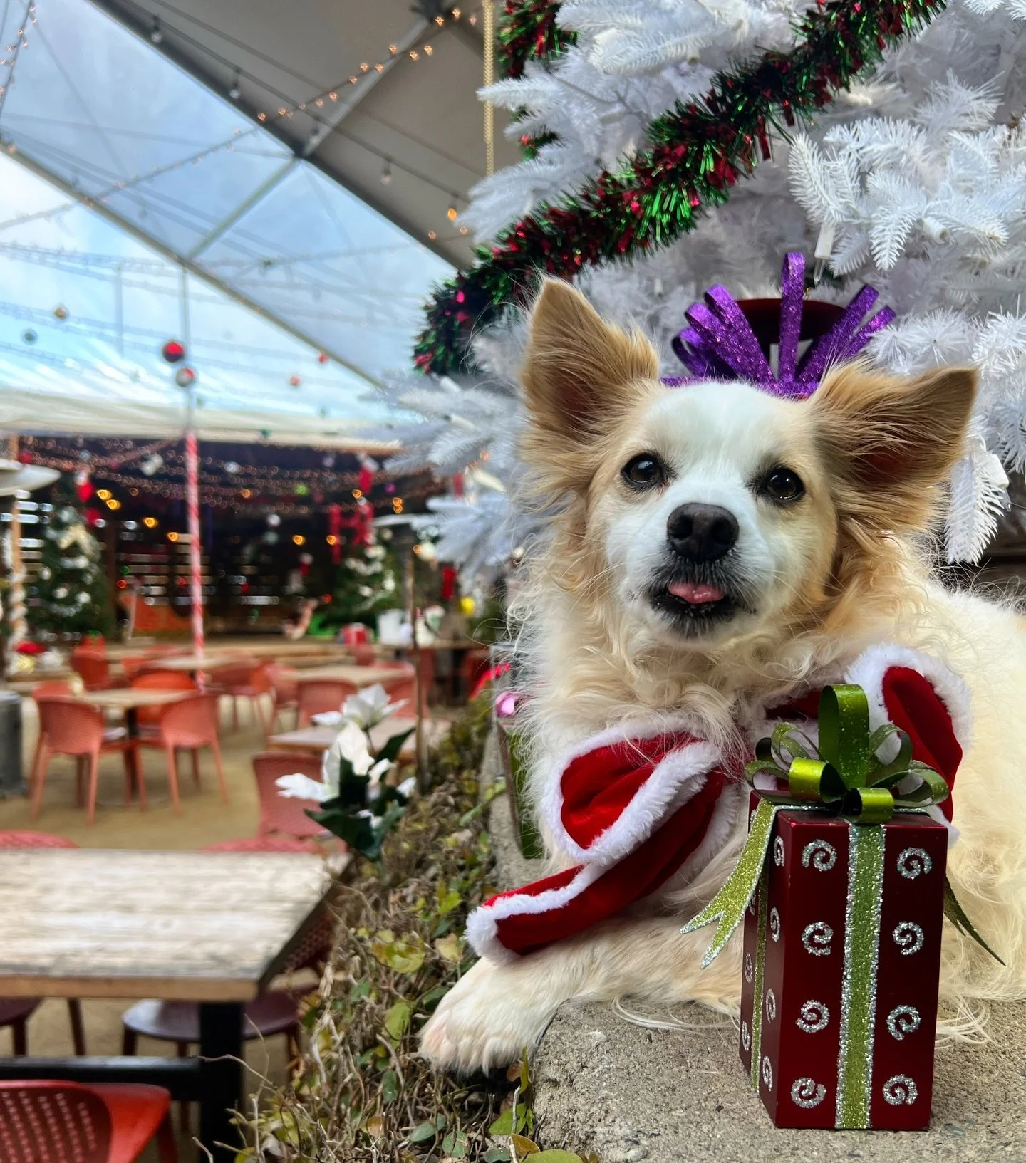 Because the holidays are better with your best friend 🐾❤️
Our #Beergarden is all dressed up for the season and proudly #petfriendly
Bring your pup, grab a beer, stay awhile 🎄🍻

#novato #marin #marincounty #northbay