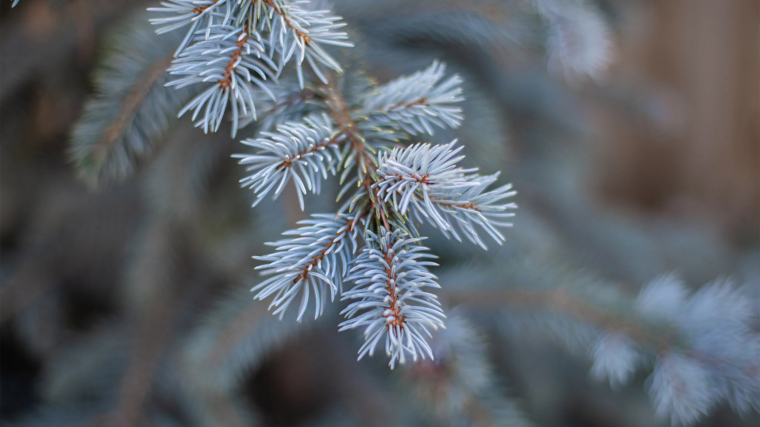 2019_10_Deep Roots_OMeara Photography__02.jpg