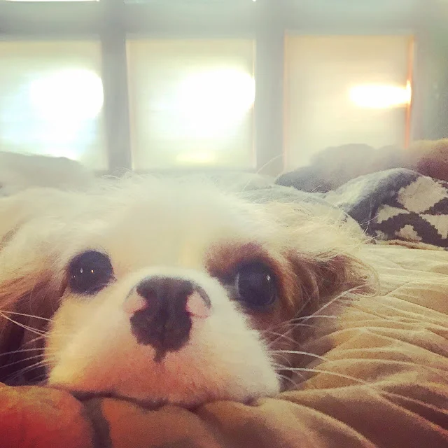 A Transgressão da Inocência      