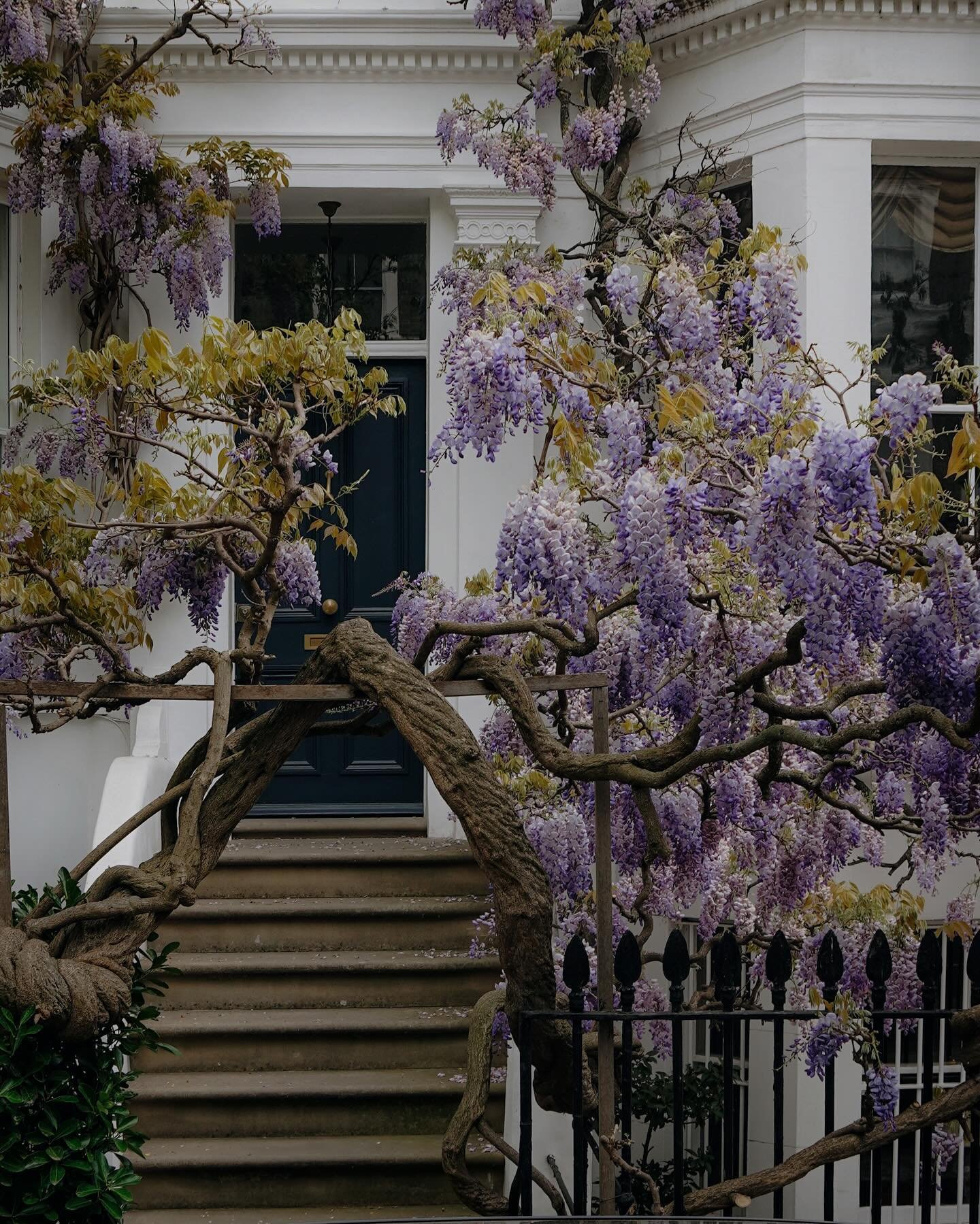 One last round of #wisteriahysteria 🍇 because when the news is as grim as it is, it feels even more important to concentrate on the small joys in life