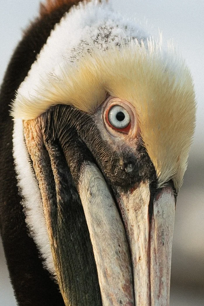 PELLY-35.jpg