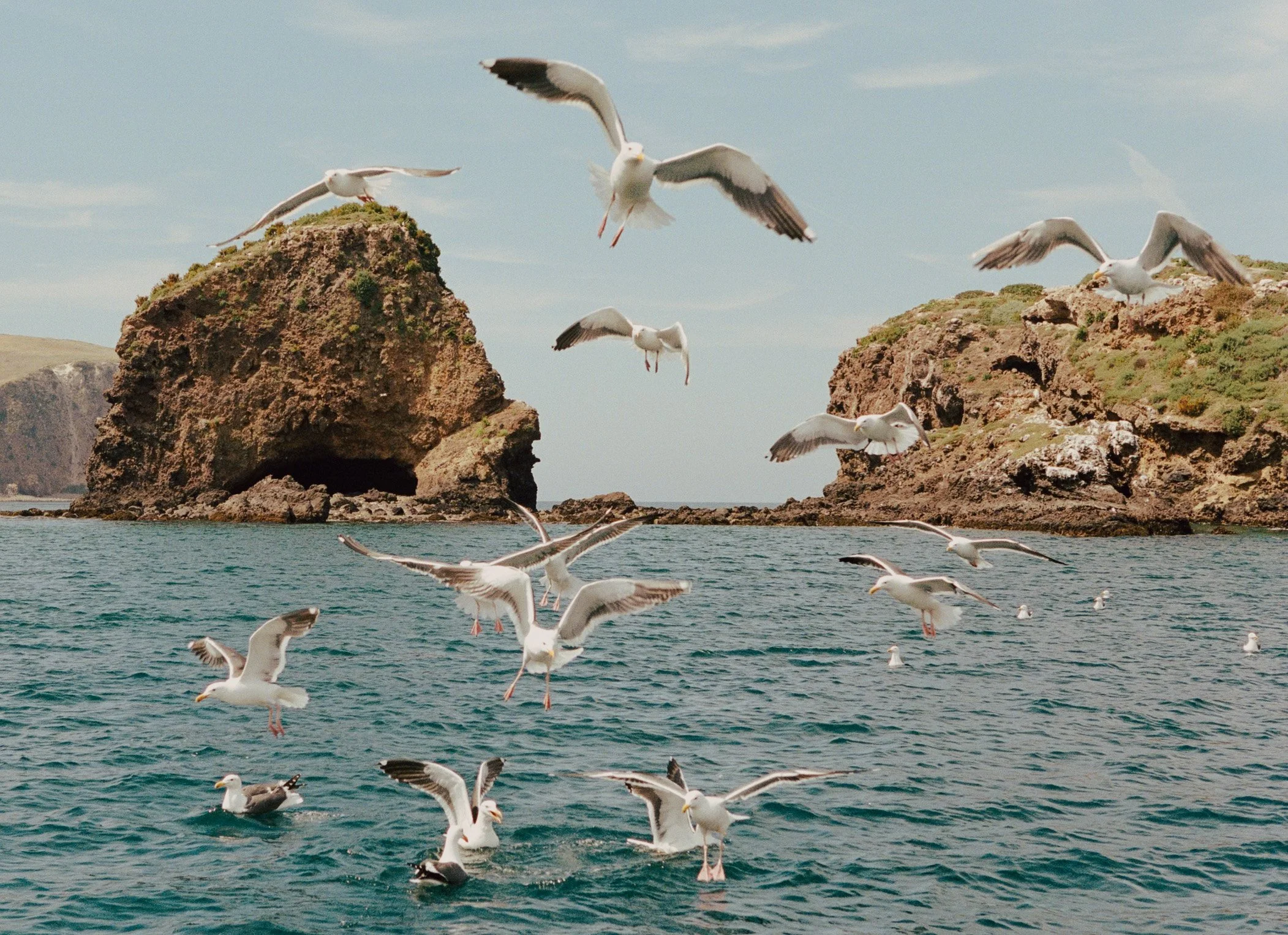 GULLS-32.jpg