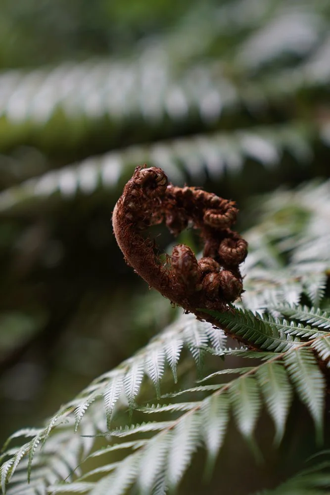 Fern-Frond.jpg