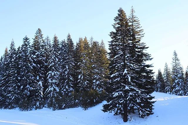I found peace in the sound of wind rustling through the trees, my boots crunching (and sometimes falling) through the snow, and my camera shutter. Forever grateful for my friend dragging me out of bed in the morning to go on walks in the wilds of Ore