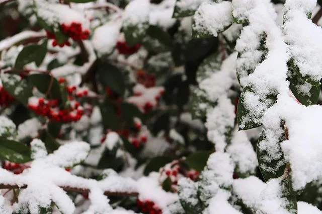 Look, more snow. Surprise, surprise.
•
•
•
•
#pic #pics #photographer #photooftheday #photography #pictures #canon_photos #canon #amateurphotographer #canonphotography #picoftheday #awesome #awesome_shots #artofvisuals #colorful #