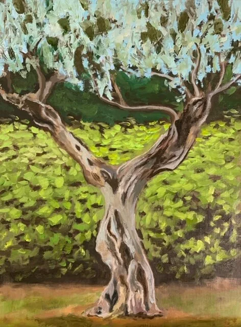 Ancient Olive Tree, Provence