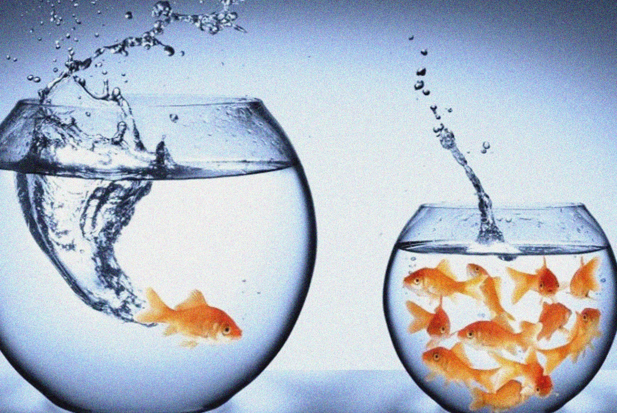 BIG FISH IN A SMALL POND