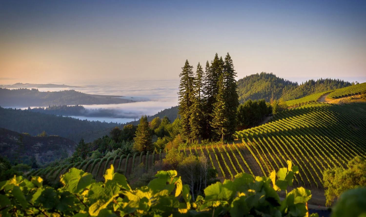 Barndiva Wine Company