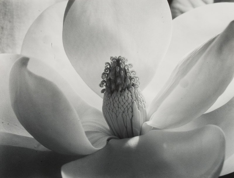 Magnolia Blossom, 1925