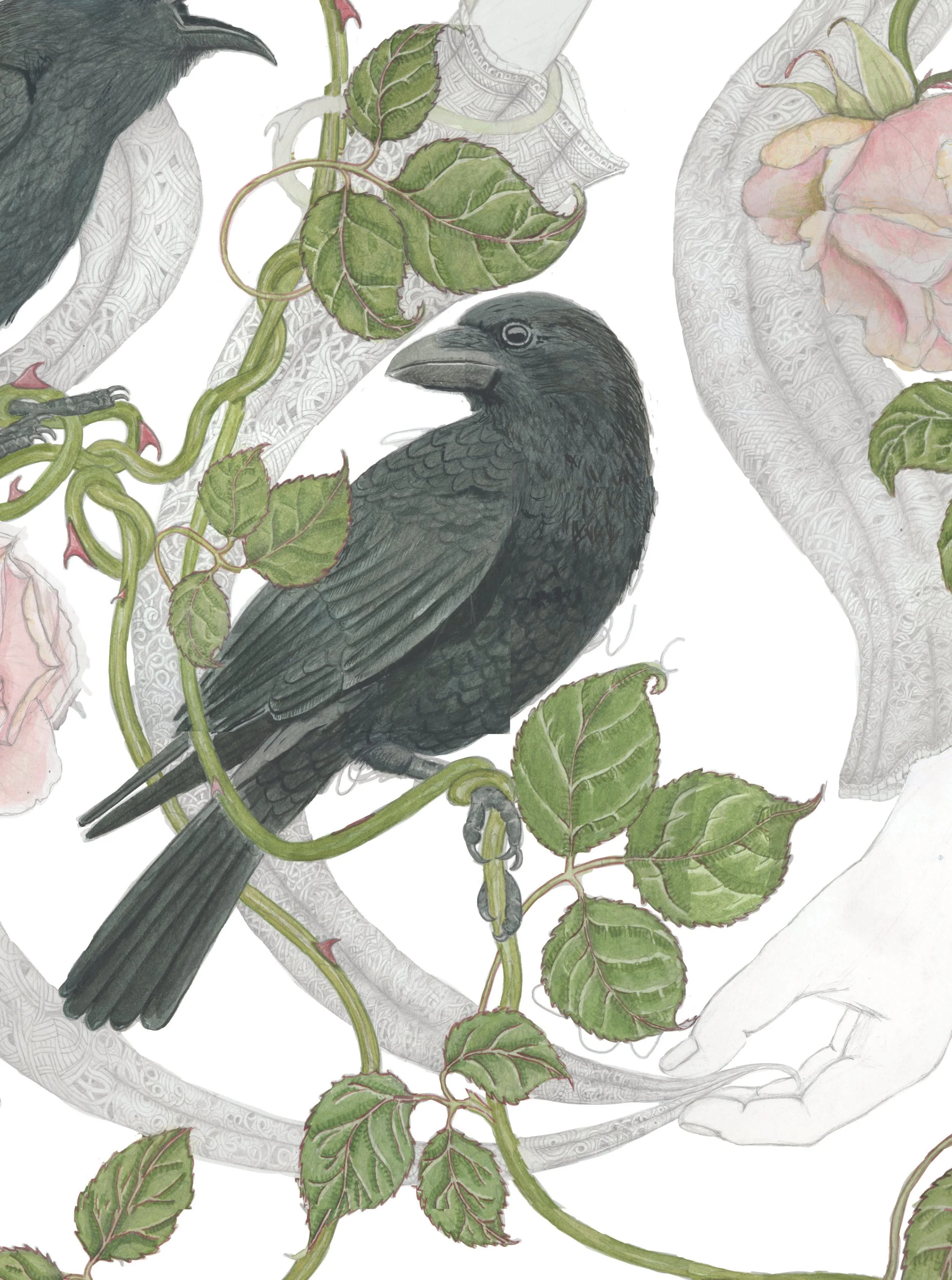 Corvid (Crows) close-up.jpg