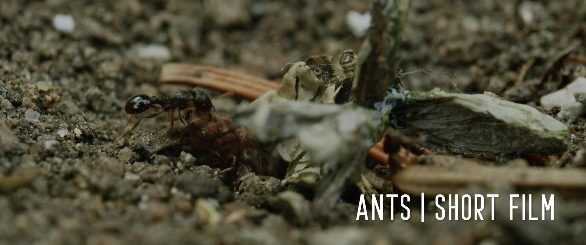 ANTS Short Film