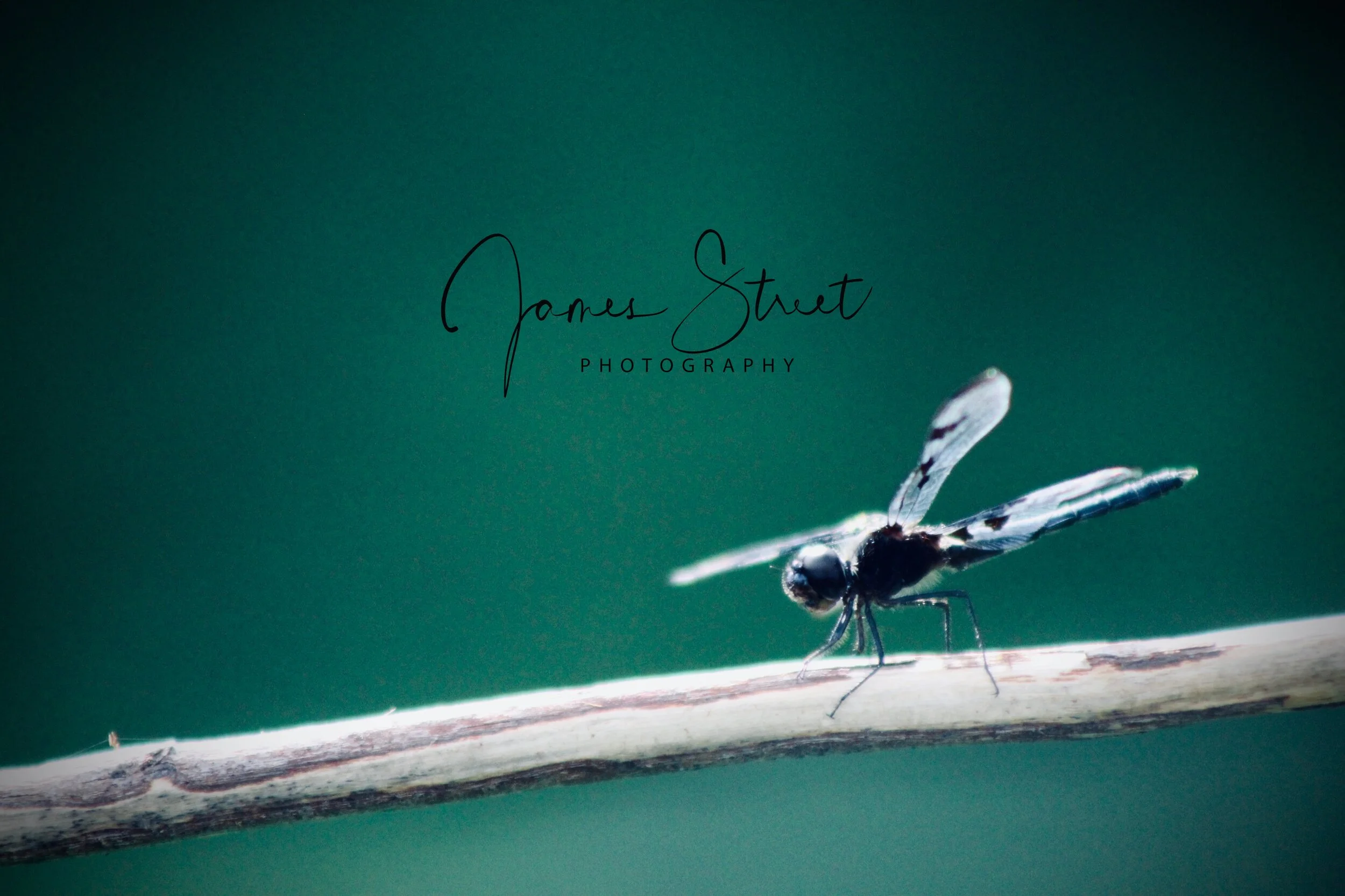 Dragonfly