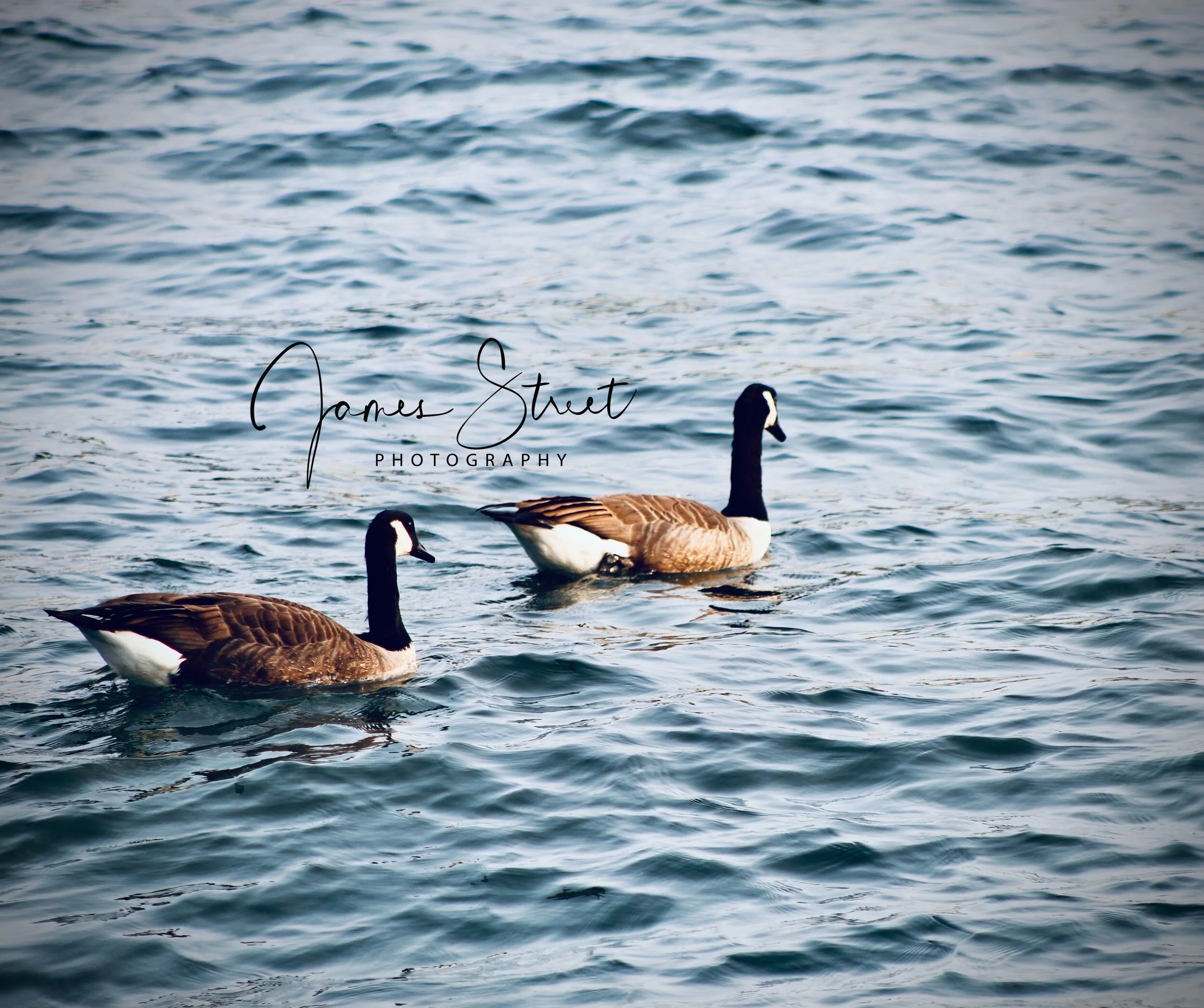 Canadian Geese
