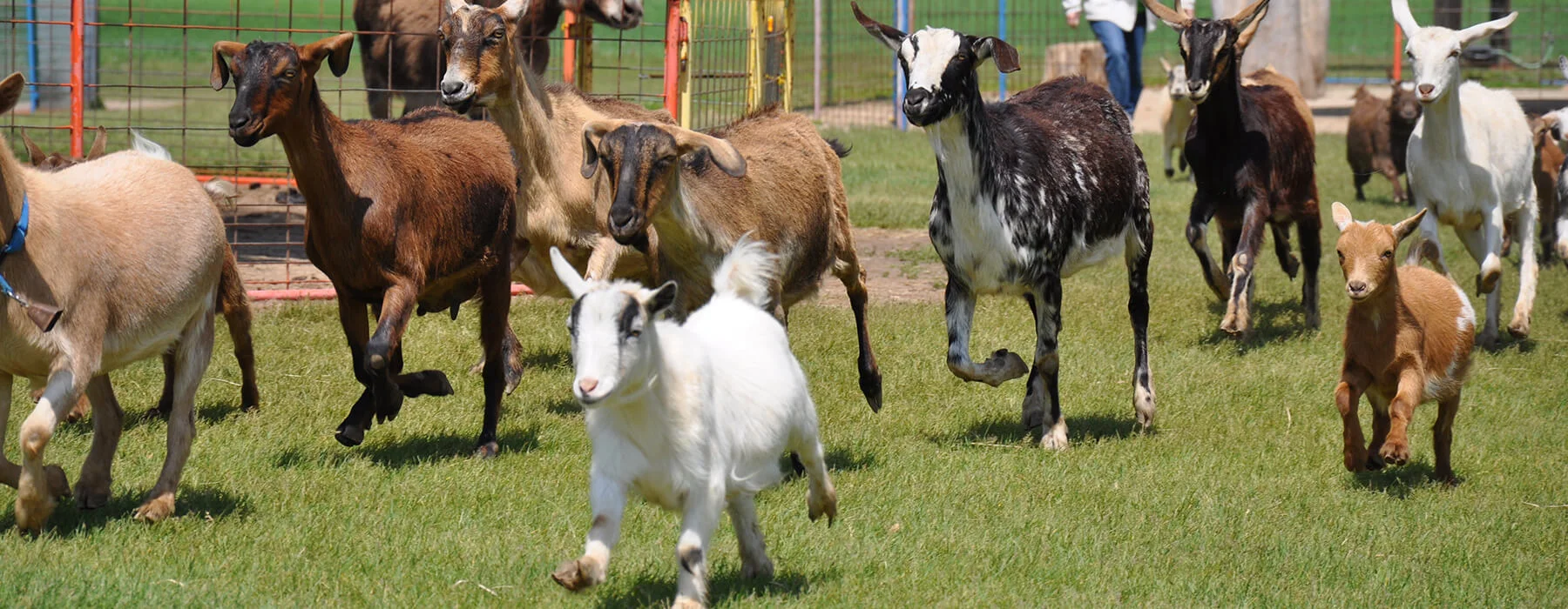 Green Meadows Farm