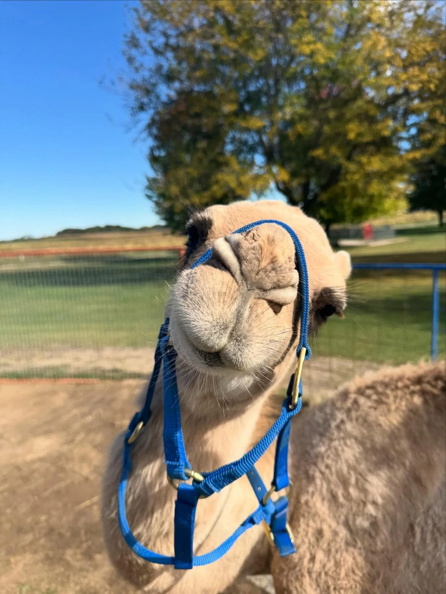 It&rsquo;s Fri-Yay here at @greenmeadowsfarmwi we&rsquo;ll see you at the farm 10AM-4PM! 

Humphrey has been practicing his halter training- just look at that face! 😍
#pettingfarm #greenmeadowsfarmwi #camelsofinstagram