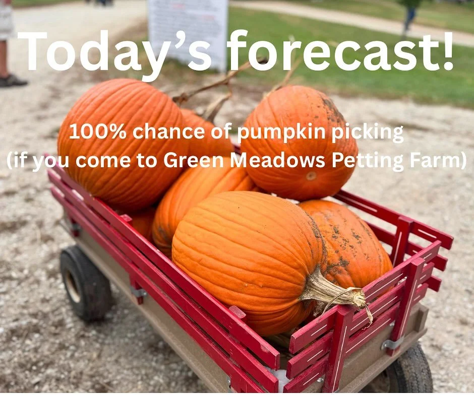 We can&rsquo;t tell you how to spend your day, but just know it could involve pumpkins 🎃 

We&rsquo;re open 10AM-4PM!