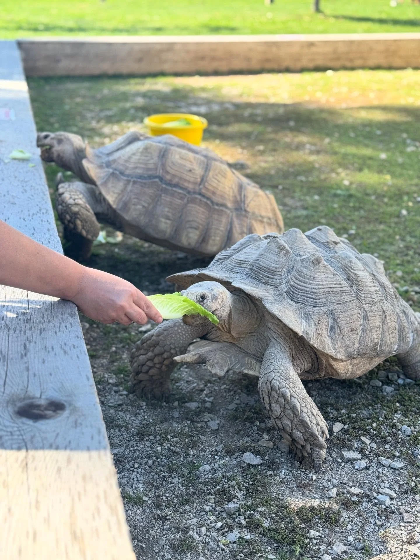Did you know you have the option to feed a tortoise here at Green Meadows Farm? 🥬

Tortoise feeding is just one of the many unique animal encounters you&rsquo;ll experience during your visit! 

The best part? It&rsquo;s included in admission! 
⏰Tort
