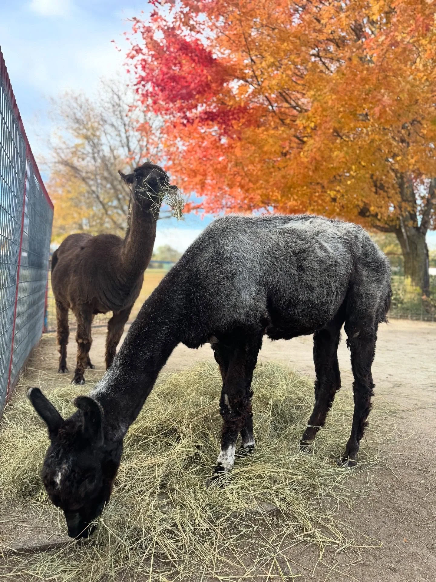 🍁🍂Those fall colors are really showing off for our final four days of the 2025 season! 

Were open 10AM-4PM Tuesday- Friday. 

Our last day of the season is Friday, 10/31!