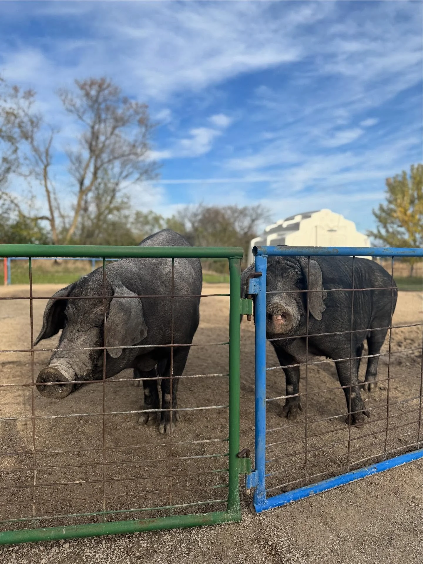 Happy Wednesday from Lucy and Okja! 🐽