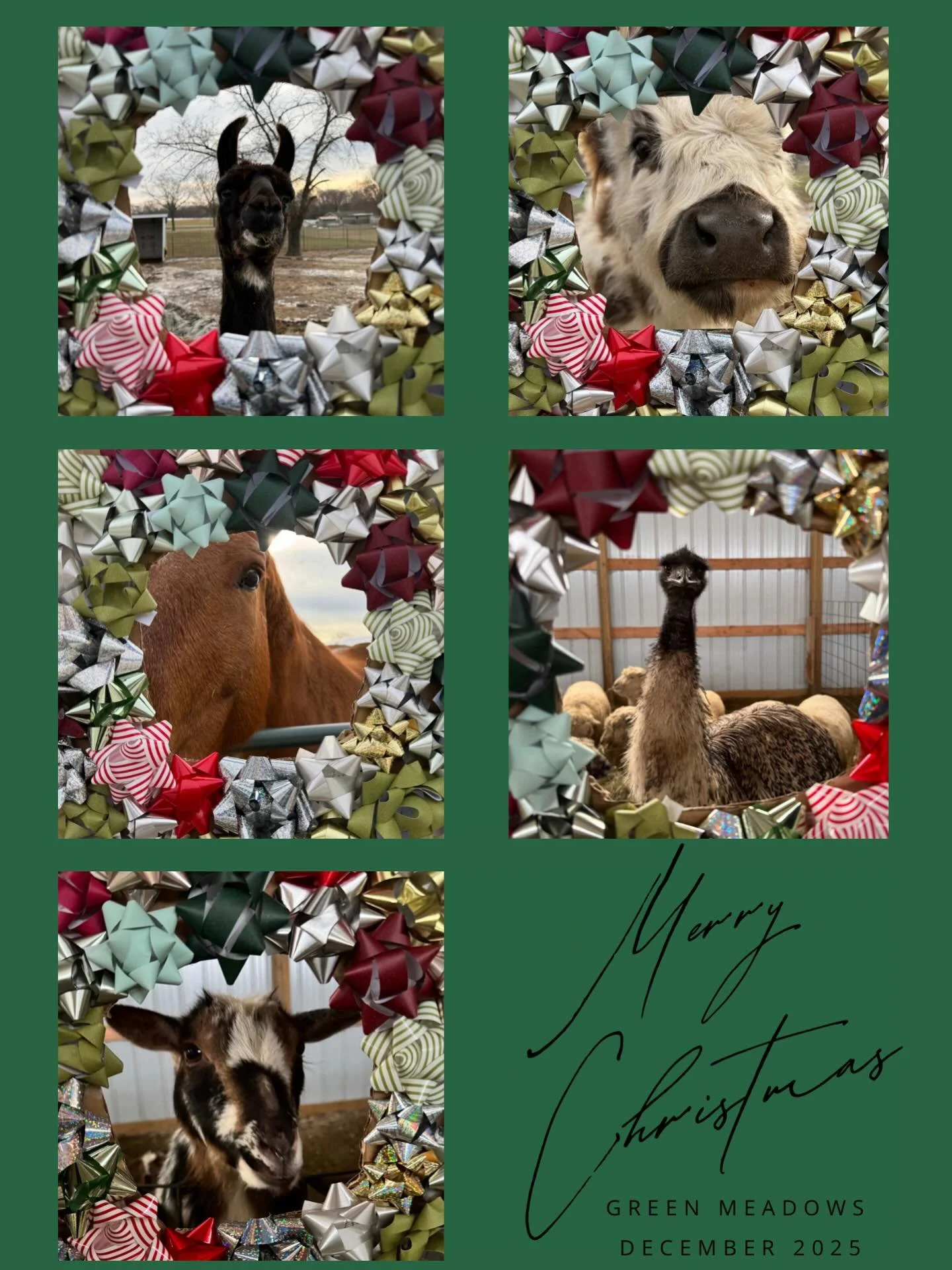 Wishing each and every one of you a very Merry Christmas! 🎄 

With love, your Green Meadows staff and animals!