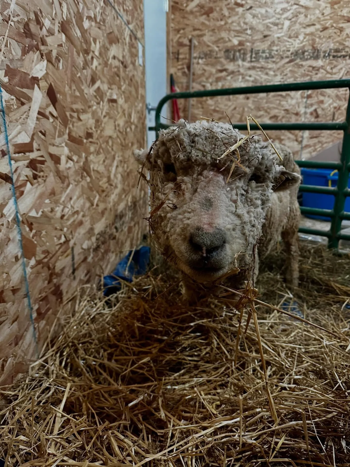 Hope everyone is staying out of this bitter cold! 🥶 

We&rsquo;ve taken some extra precautions with our senior animals in heated buildings and the little ones in dog jammies!
#greenmeadowsfarm #wisconsinlife #easttroywisconsin #pettingzoo