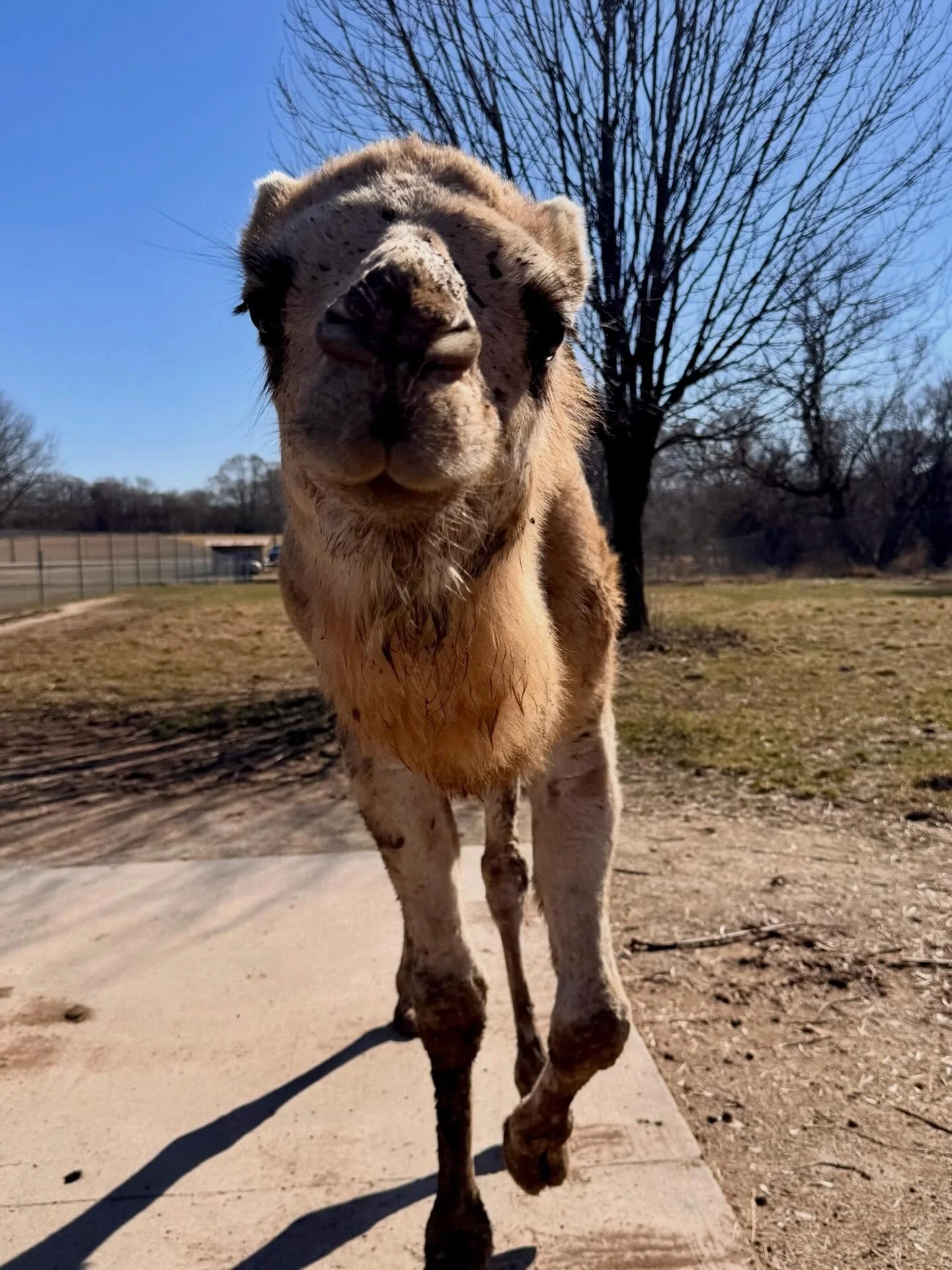 Humphrey, Precious and Waffles were spotted enjoying the sunshine today at the farm! ☀️

The later sunset and today&rsquo;s temperature have us dreaming about the upcoming summer days!
#greenmeadowsfarmwi #wisconsin #pettingzoo #animalsofinstagram