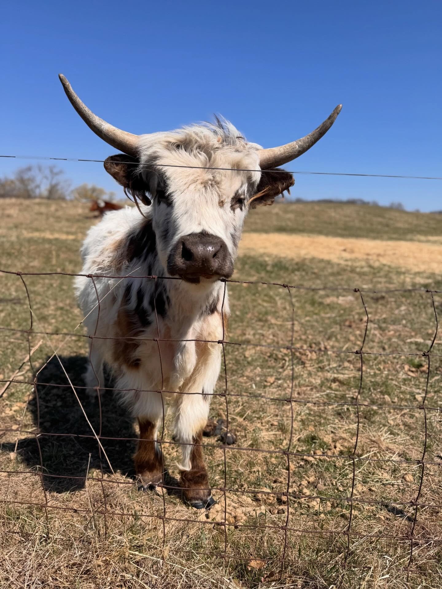 Happy second birthday to Eclipse, our mini highland cow! 🥳

It&rsquo;s impossible not to love his friendly, goofy personality. He&rsquo;s quite the character! 

Do you know how Eclipse got his name? He was born during the 2024 solar eclipse! 
🌖🌗🌘
