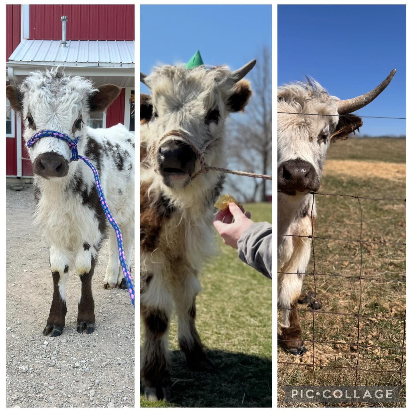 Wow 🤩 Eclipse is growing some impressive horns already! 
2024 ➡️ 2025 ➡️ 2026
#highlandcow #cowsofinstagram #pettingzoo #greenmeadowsfarmwi #wisconsincows