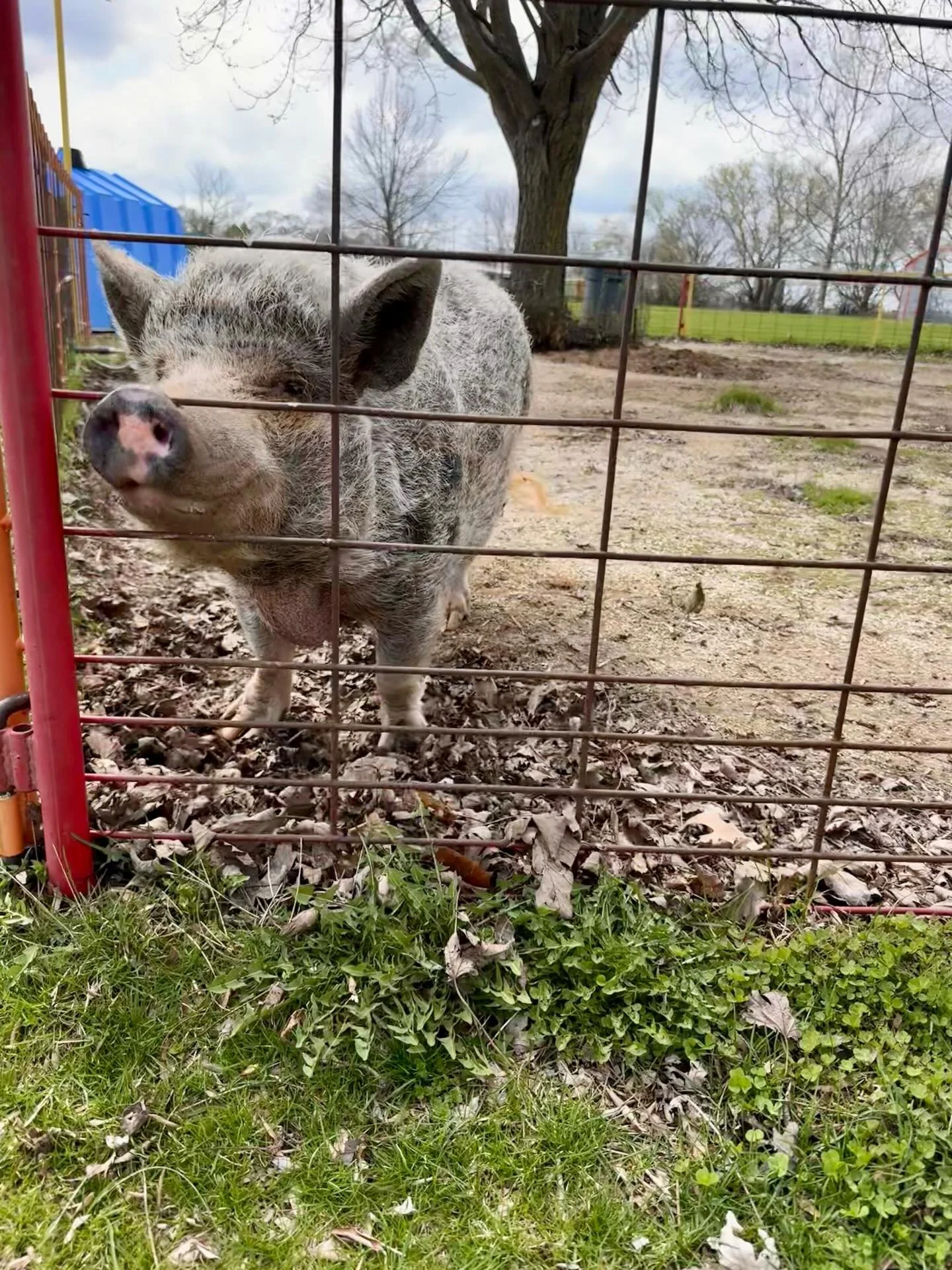 🚨Awney has some exciting news! 

We are officially ONE week away from our 2026 opening day! 

We can&rsquo;t wait to see everyone on May 1st!
#greenmeadowswisconsin #pertingzoo #thingstodoinwisconsin #pigsofinstagram #wisconsin