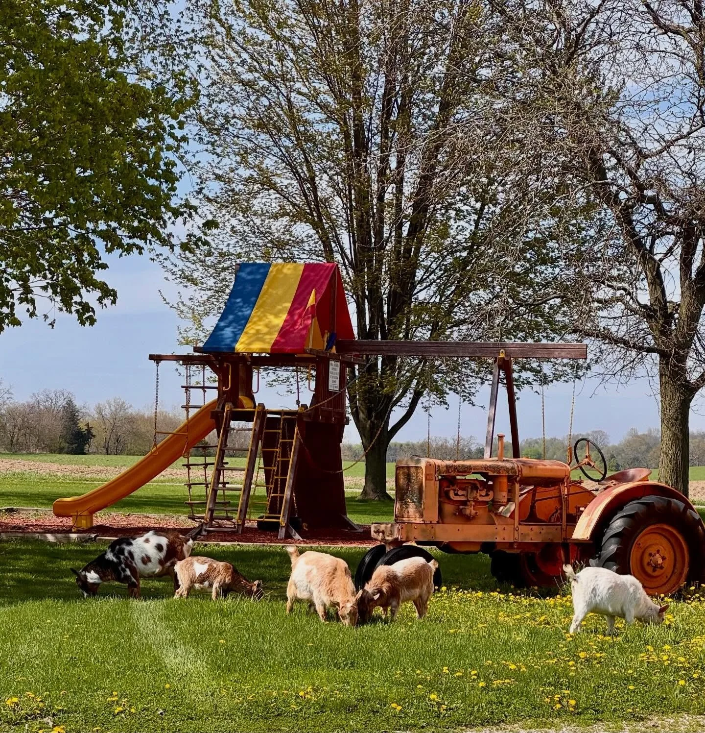 Some of our goat crew snuck out for an afternoon grass and dandelion snack! 🌼

🐐Pictured left to right: Ron, Luna, Bucky, Gigi and Ray
#goatsofinstagram #pettingzoo #greenmeadowsfarmwi #wisconsin