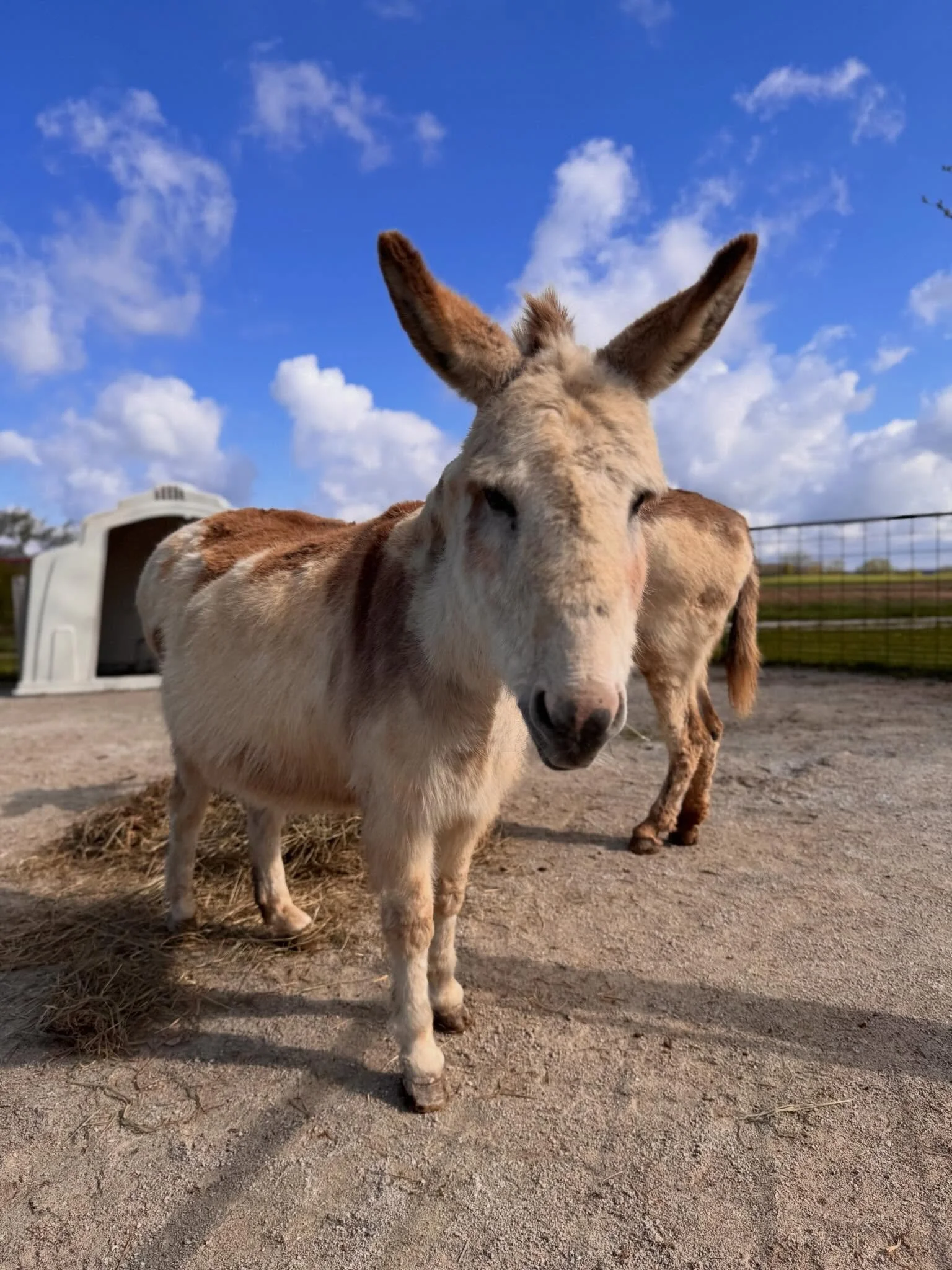 Today&rsquo;s the day!! 

The sun is shining ☀️
the ponies are haltered 🐎
and we are officially OPEN for the 2026 season! ✅

We&rsquo;re open 10AM-4PM!

#greenmeadowswisconsin #pettingzoo #thingstodoinwisconsin #donkiesofinstagram