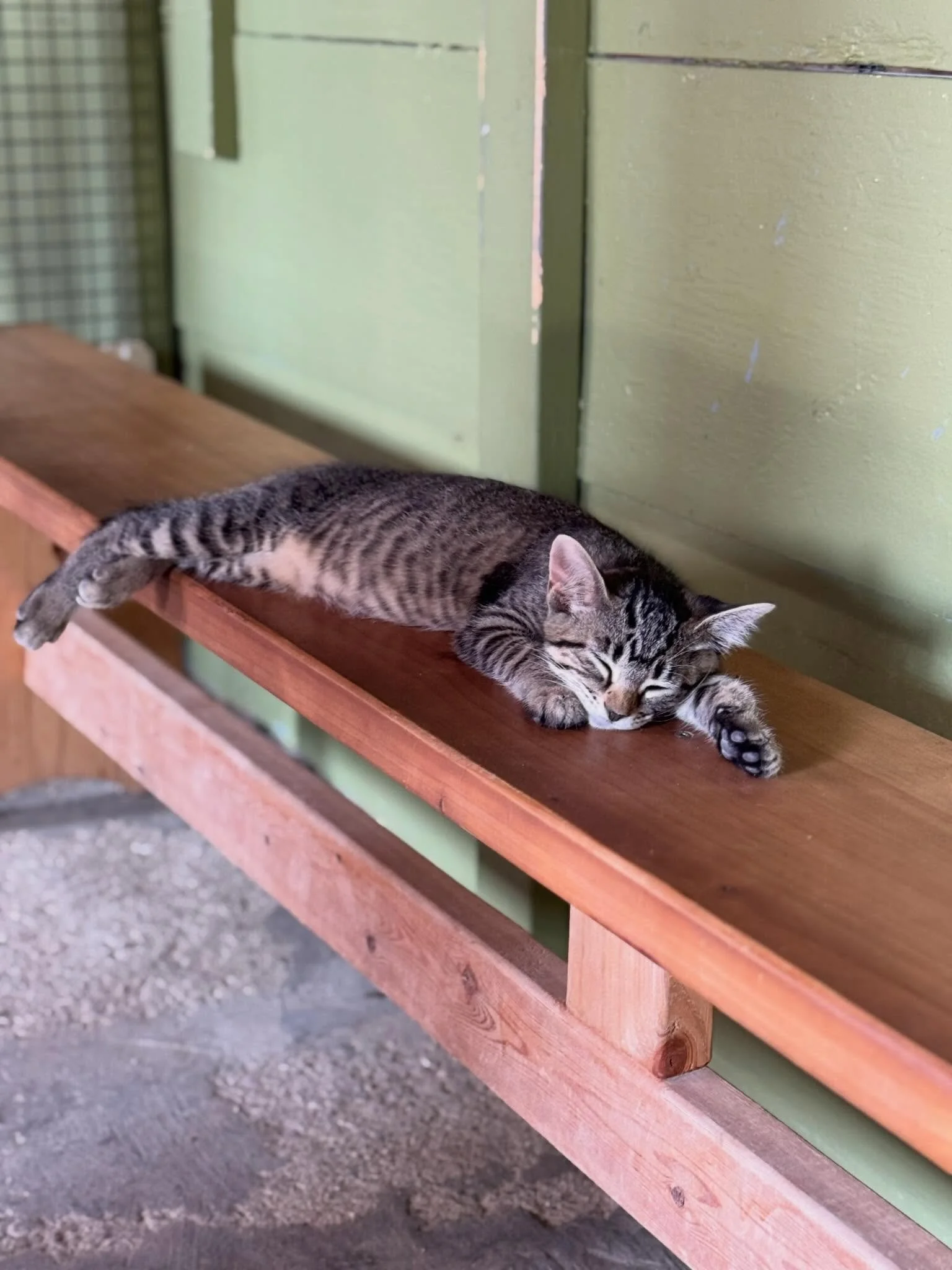 It&rsquo;s our first Caturday of the season! 😻

Open 10AM-4PM!
#greenmeadowswisconsin #catsofinstagram #thingstodoinwisconsin #pettingzoo #kittens